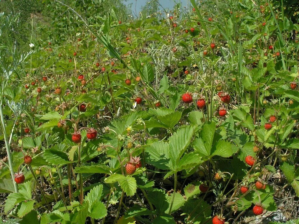 Ягодка созрела. Земляника Лесная. Fragaria vesca. Лесная Земляничная Поляна. Земляника Лесная Полянка.