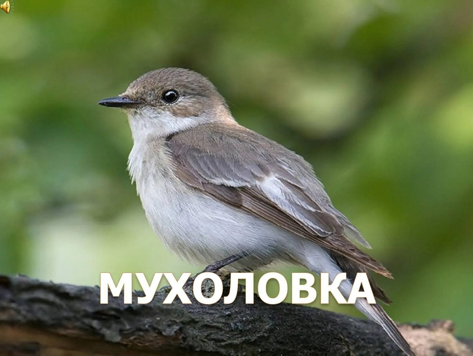 Мухоловка пеструшка. Мухоловка серая птичка. Мухоловка пеструшка слеток. Мухоловка пеструшка голос. Белое брюшко не обращал внимания на писк