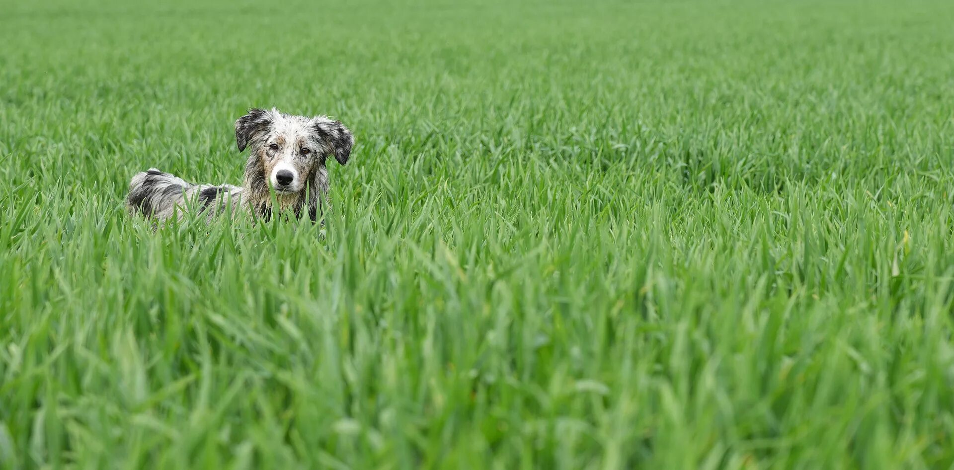 Собака на лугу. Собака на траве. Щенок в траве. Собака на газоне. Зачем собаки едят траву