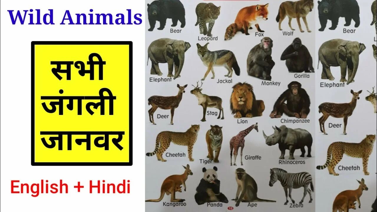 Проект Wild animals 4 класс. Петс Ворм Анималс вилд Энималс. Keeping Wild animals as Pets. Hindi animals Wild learn.
