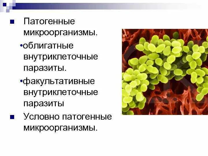 Какие внутриклеточные паразиты. Микроорганизмы - облигатные внутриклеточные паразиты. факультативные паразиты и облигатные паразиты. какие микроорганизмы являются внутриклеточными паразитами. облигатные патогенные микроорганизмы.