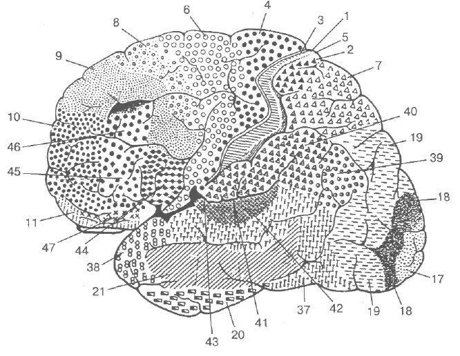 Первичные поля мозга. Цитоархитектонические поля коры головного мозга. Цитоархитектоника коры мозга по Бродману. Цитоархитектоника коры больших полушарий. Поля Бродмана.