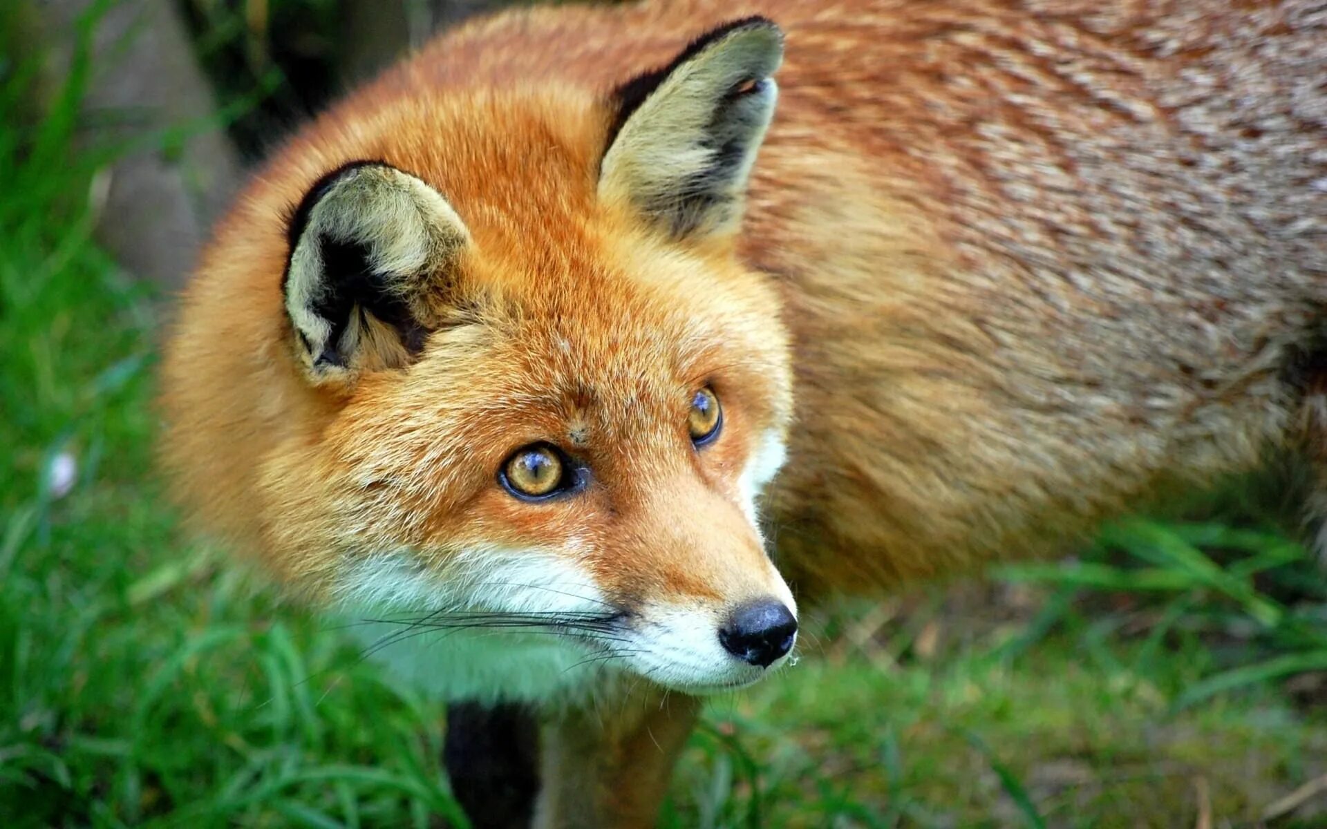 В каком fox. Животные. Лисы. Лиса фото. Хитрая лиса.