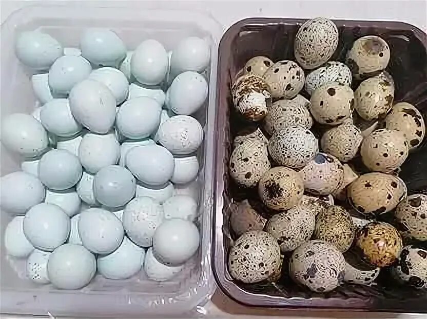 Купить яйца иркутск