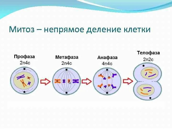 Деление клетки митоз. Схема процесса деления клетки. Деление эукариотических клеток. Митоз. Деление клетки митоз схема. Митотическое деление клетки эукариот.