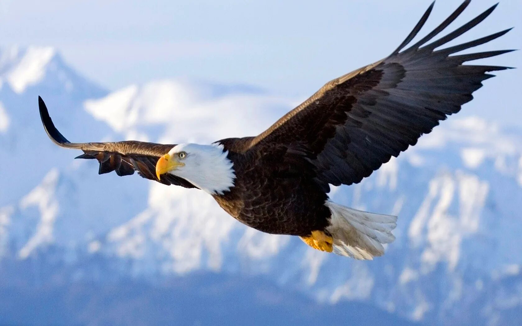 Парящий орел. Полет птицы. Орел орлик орлица дерево. Беркут в небе. Орел парит в воздухе.