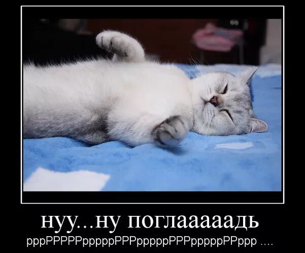 Кот хочет ласки. Строить глазки. Требую ласки. Лежу жду. Пошли пожрем кот.