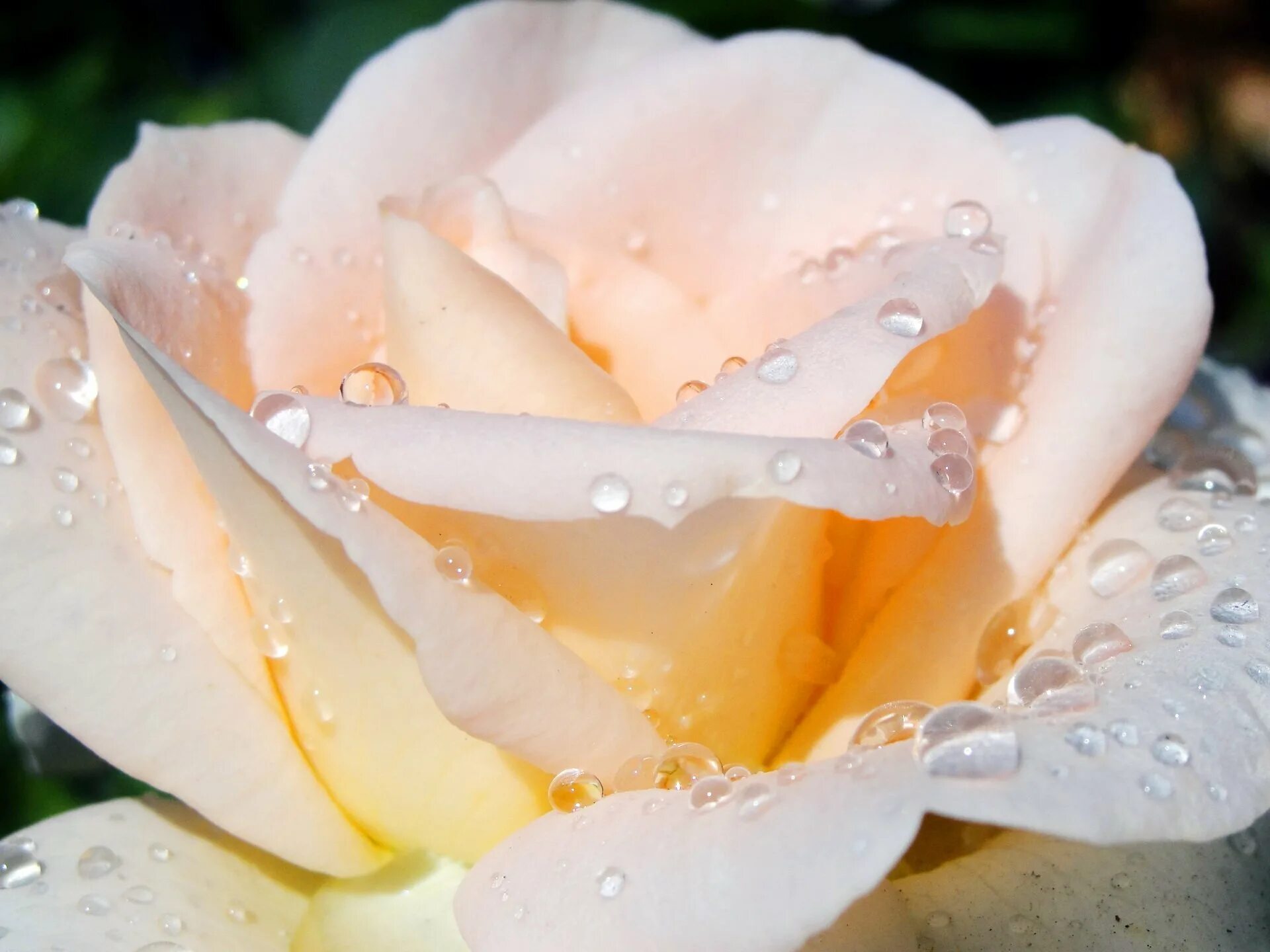 растения под дождем. нежнее росы. полевые цветы в тумане. луговые цветы в росе. мокрые цветы.