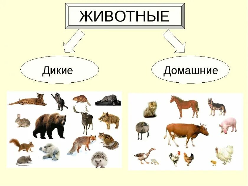 Домашние животные сравнение. Дикие и домашние животные. Какие бывают домашние животные. Список домашних животных.