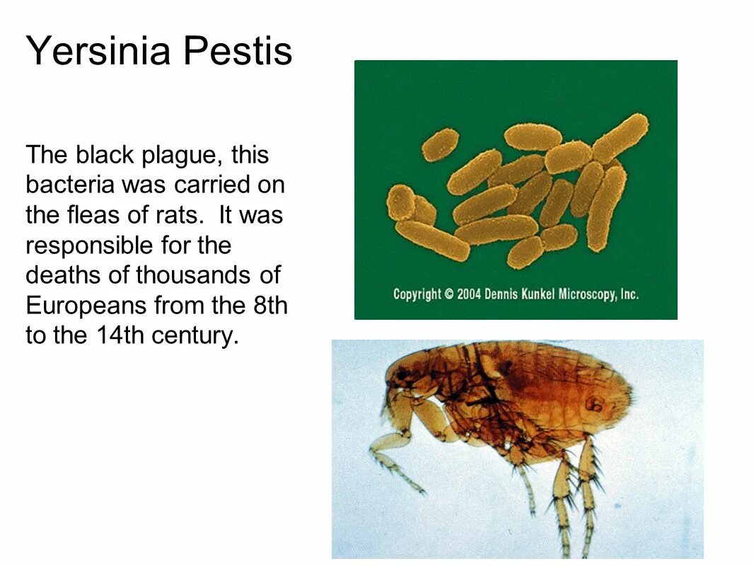 2 бактерии 1 8. Возбудитель Yersinia pestis-возбудитель:. Возбудитель чумы Yersinia pestis. Иерсиниянестис бактерия.