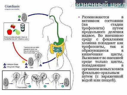 Боли при лямблиях