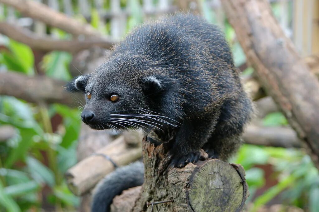 Какое животное строгое. Виверровые бинтуронг. бинтуронг (arctictis binturong). животное тайланда бинтуронг. медвежий кот бинтуронг.