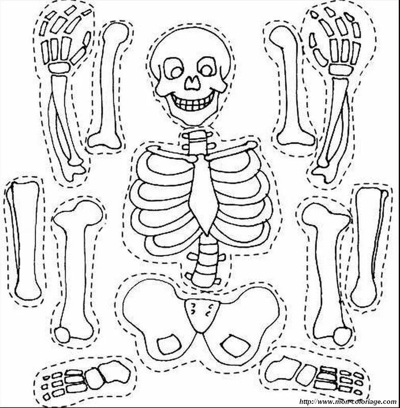 Собрать человека по частям. Кости Кощея Бессмертного. Раскраска скелет. Кости скелета для детей. Скелет для вырезания.