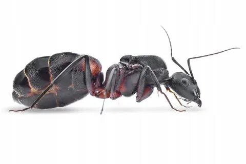 Ant отзывы