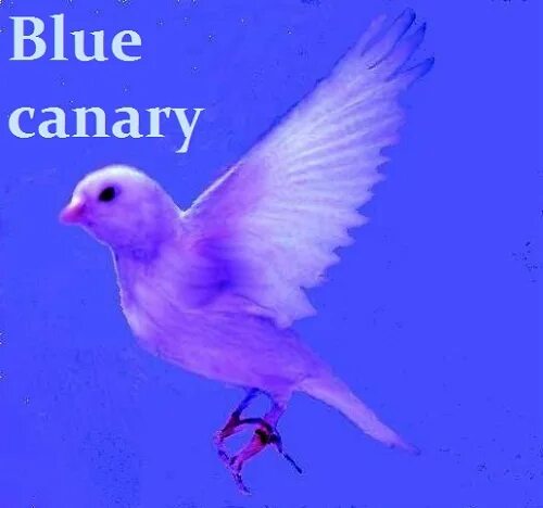 Blue Canary. Голубая канарейка. Синяя канарейка. Blue Canary оригинал. Blue canary текст