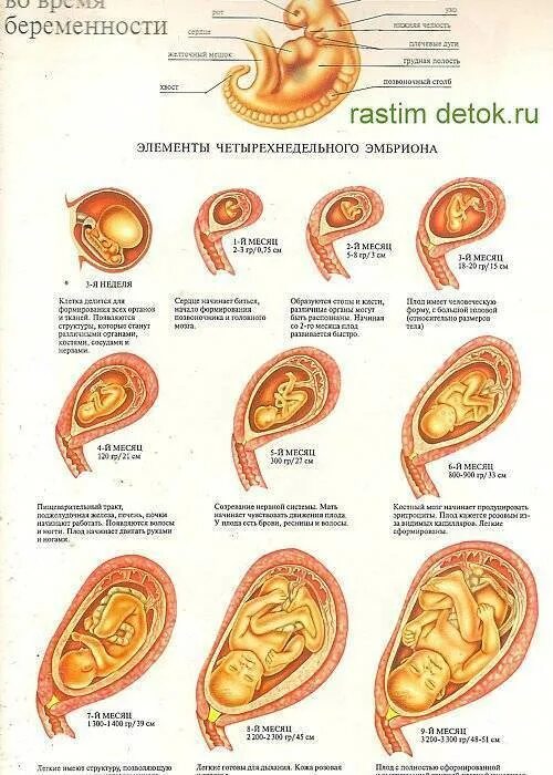 1 эмбриональная неделя. Ранние стадии беременности. Симптомы беременности на ранних сроках 1 неделя.