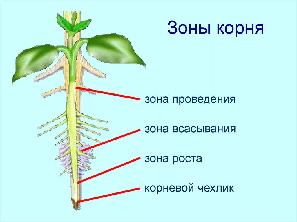 Самостоятельно какой корень. Зоны корня. Строение корня. Зоны корня у растений. Строение корня зоны.