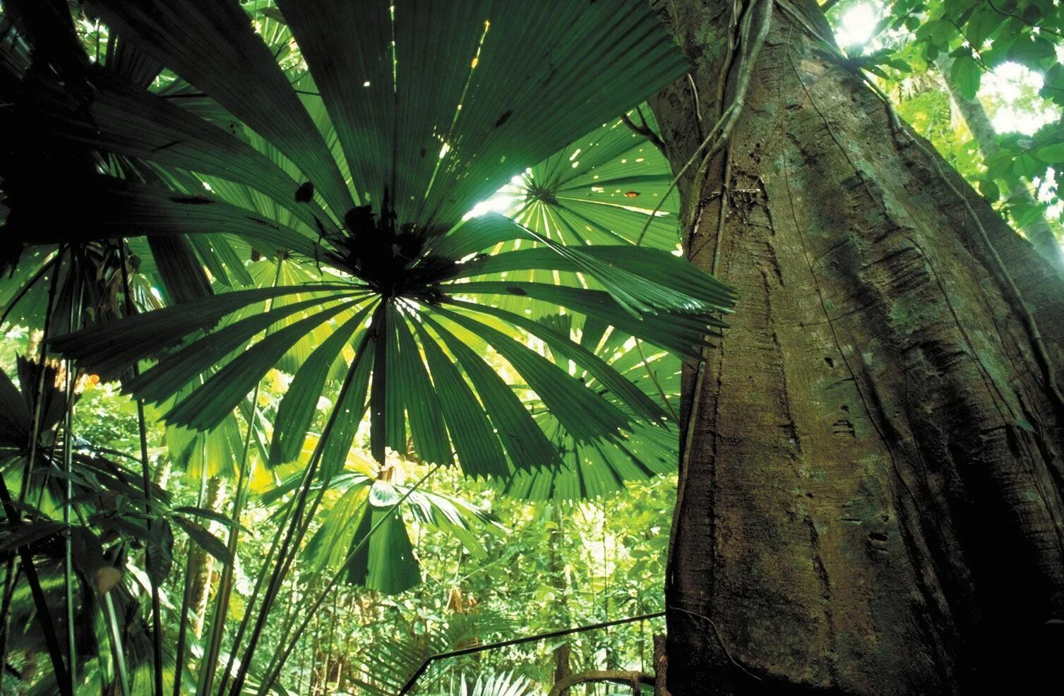 Тропические леса Борнео. Джунгли Борнео. Лианы тропического леса. Rainforest plants