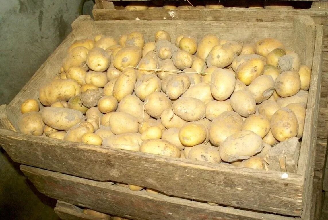 Можно ли сыпать картошку. Адретта. Картошка в погребе. Ящик для хранения картошки в погребе. Ящик для картофеля в погреб.
