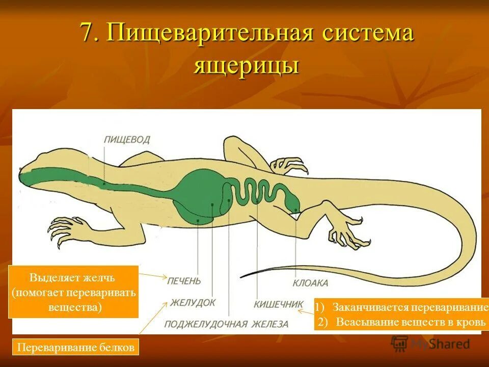 нервная система ящерицы. нервная система пресмыкающихся 7 класс биология. строение головного мозга я шерицы. строение нервной системы ящерицы. нервная система ящерицы.