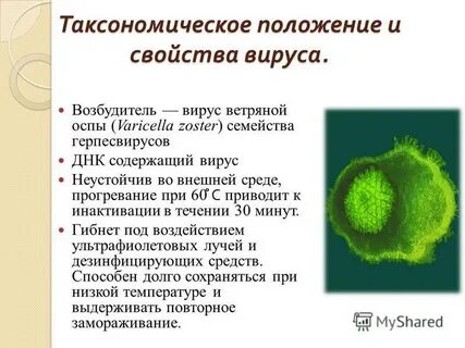 Ветряная оспа возбудитель