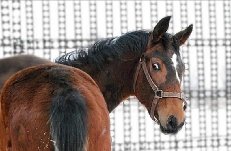 Лошадь удивляет. Дурацкая лошадь. Лошадь удивляет. Лошадь удивляет. Лошадь удивление.