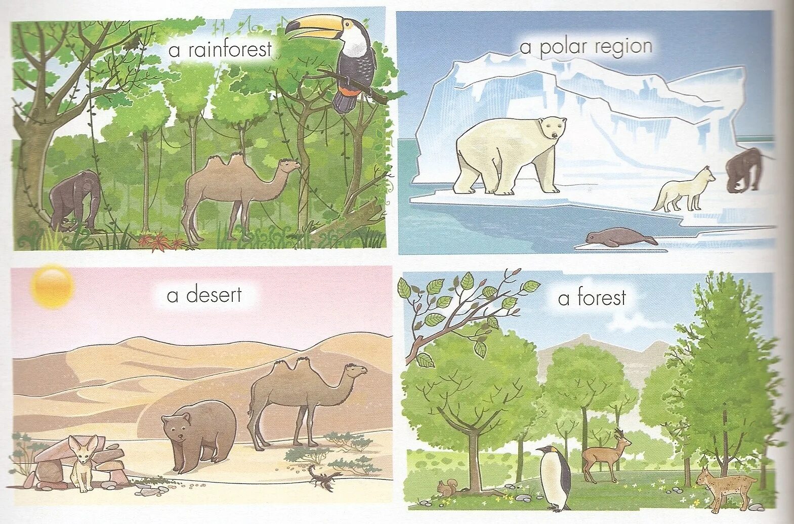 Animal Habitats. Animals and their Habitats. Habitats на английском. Animal Habitat for Kids.
