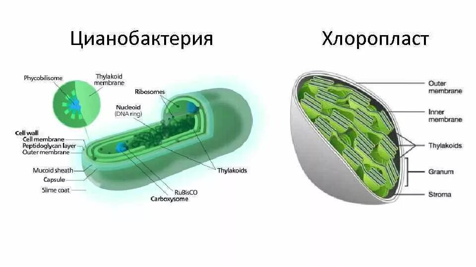 Ядро содержит хлоропласты. Цианобактерия хлоропласты. Хлоропласты у цианобактерий. Строение клетки клетки цианобактерий. Строение цианобактерии тилакоиды.