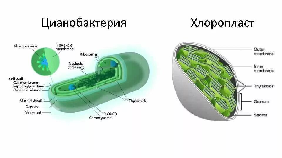 Цианобактерия хлоропласты. Хлоропласты у цианобактерий. Строение клетки клетки цианобактерий. Строение цианобактерии тилакоиды.