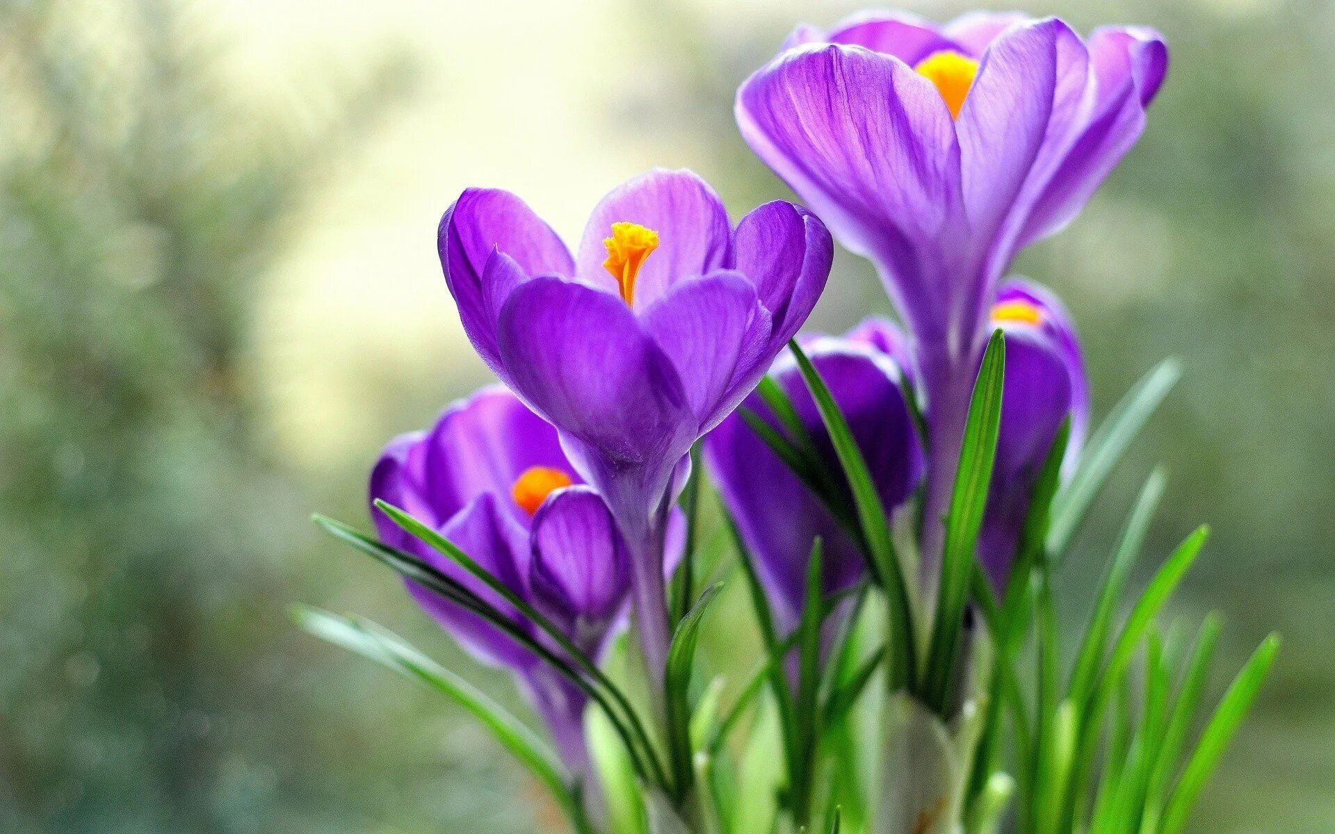 Цветы весны фото красивые. Крокус Шафран цветок. Крокус Шафран весенний. Крокус весенний Crocus vernus. Крокус цветок сиреневый.