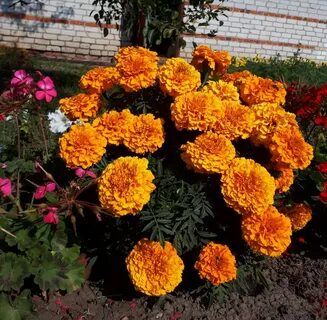 Бархатцы осенью в теплицу