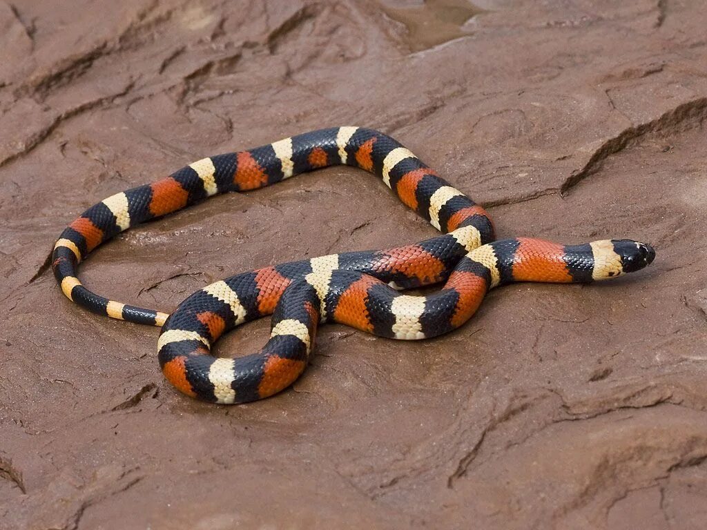 Змейка ползет. Lampropeltis Triangulum. Lampropeltis getula Nigrita. Пустынный полоз. Пустынные змеи.