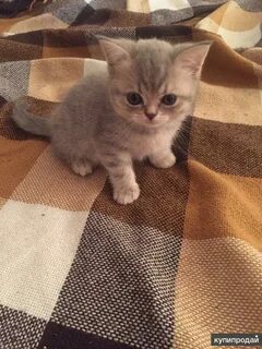 Юла котята