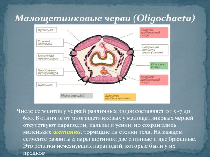 Целомическая полость червя. Развитие целома. Нефридии дождевого червя. Поперечный разрез зародыша человека. Дождевой червь строение щетинки.