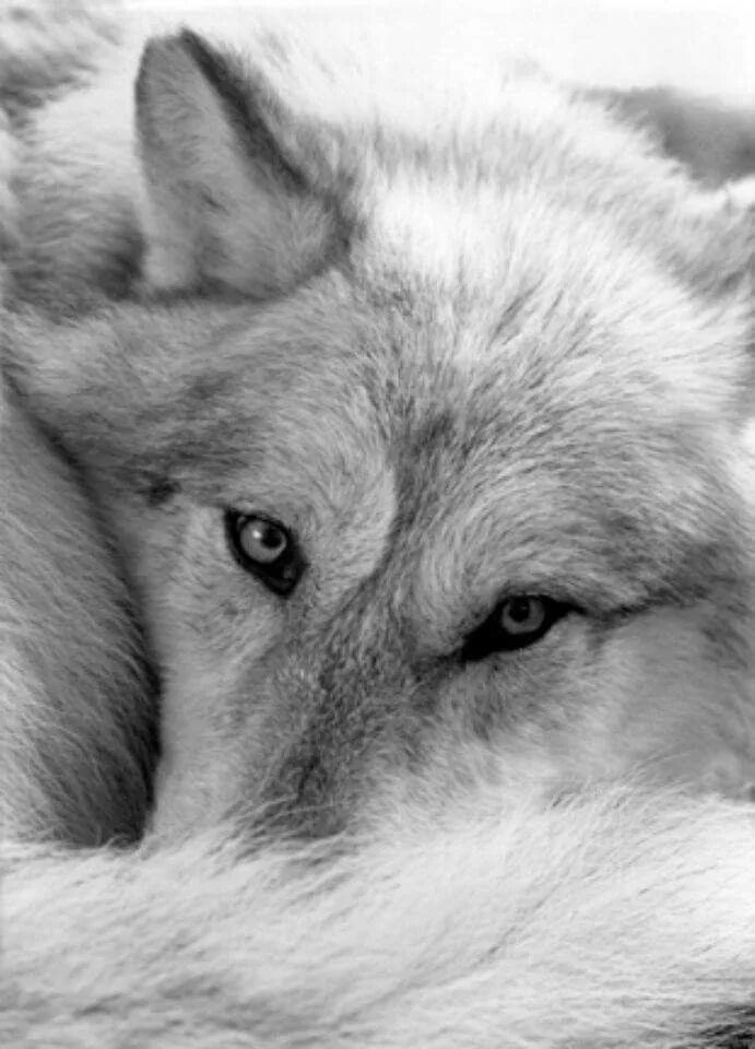 Белый жалко. Грустный волк. Печальный волк. Волк с печальным взглядом. Слезы волка.
