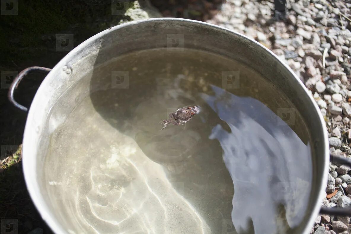 Утонувшая жаба. Утонувшая жаба. Утонувшая жаба. Топить лягушку. Утонувшая жаба.