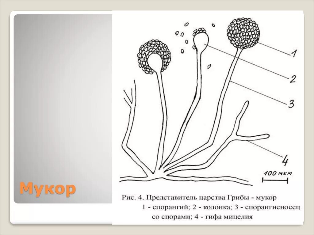 Гриб мукор биология. Строение гриба мукора. Строение плесневого гриба мукора. Строение гриба рода Mucor. Мукор строение микробиология.