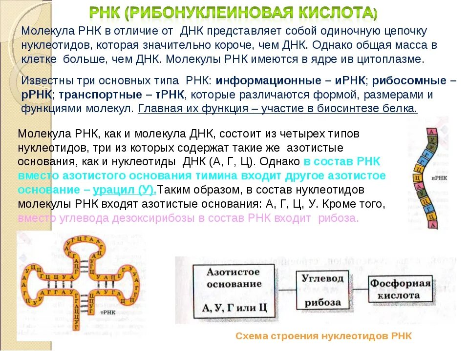 РНК структура молекулы РНК. Молекула РНК строение и функции. РНК одноцепочечная молекула. РНК строение и функции.