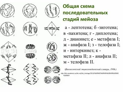 Мейоз 1 схема