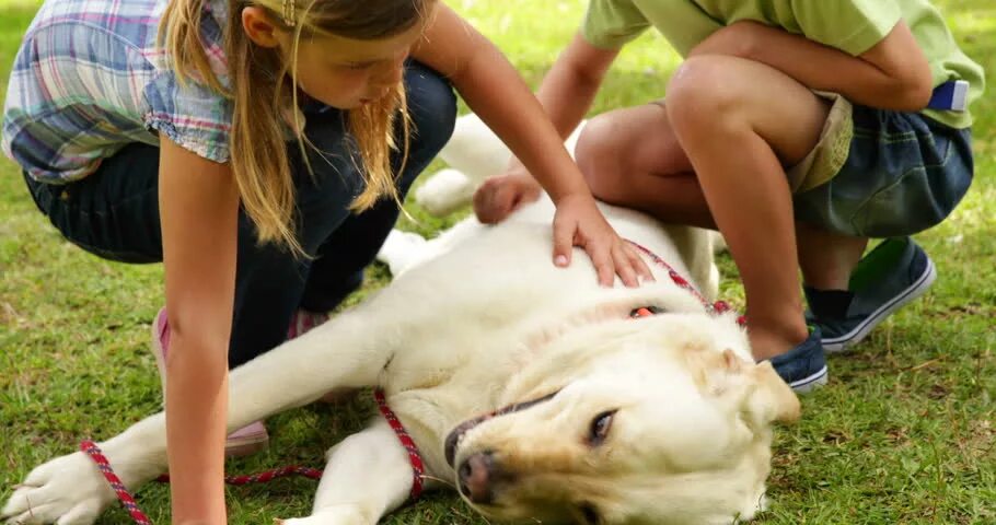 Young petting. Petinq. Petting с сестрой. Petting видео. Поласкать собаку полоскать белье.