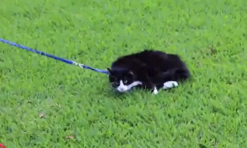 Tried to walk
