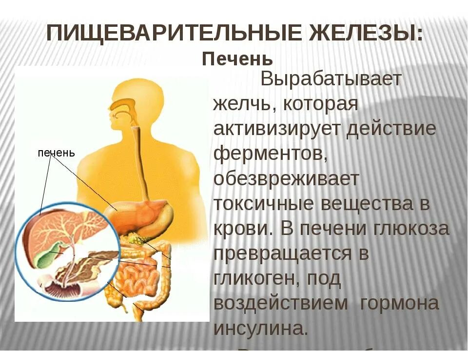 Пищеварительная железа вырабатывающая желчь. Пищеварительные железы печени. Пищеварительный сок печени. Печень вырабатывает пищеварительные ферменты. Жидкость вырабатываемая железа