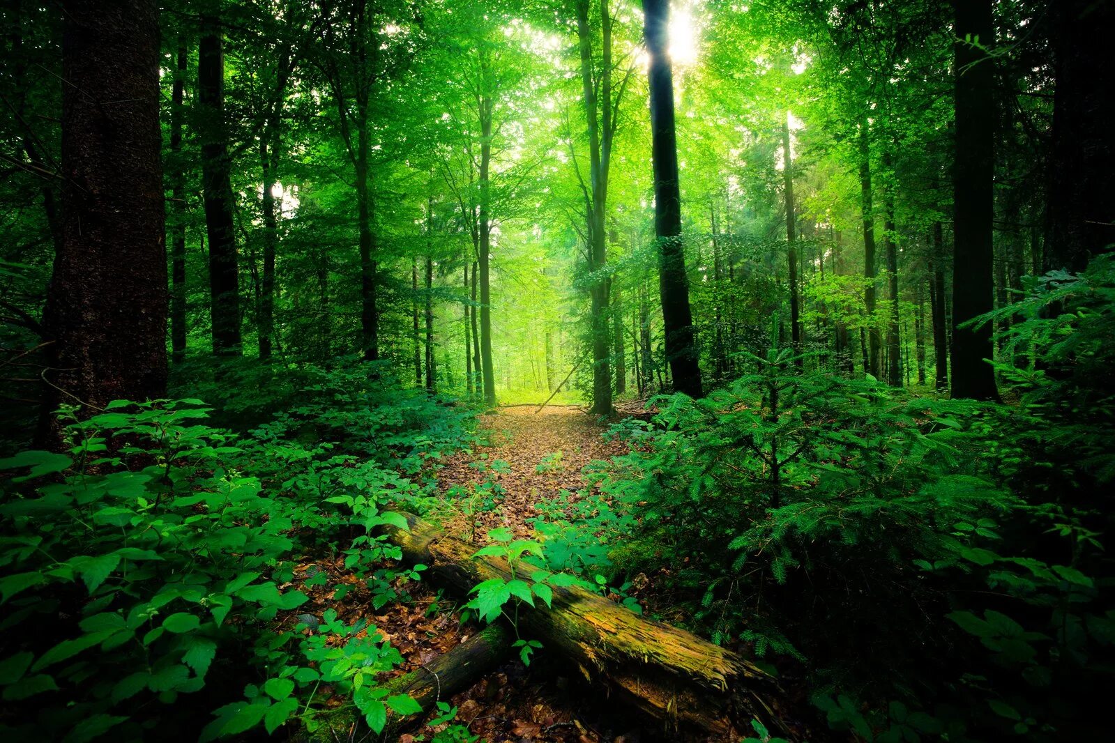 Картинка леса. Лес. Красивый лес. Зеленые леса. Сказочный лес.