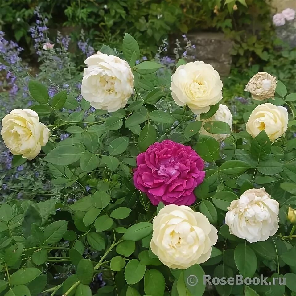 Роза ванесса белл фото и описание Rose 'Vanessa Bell' バ ラ