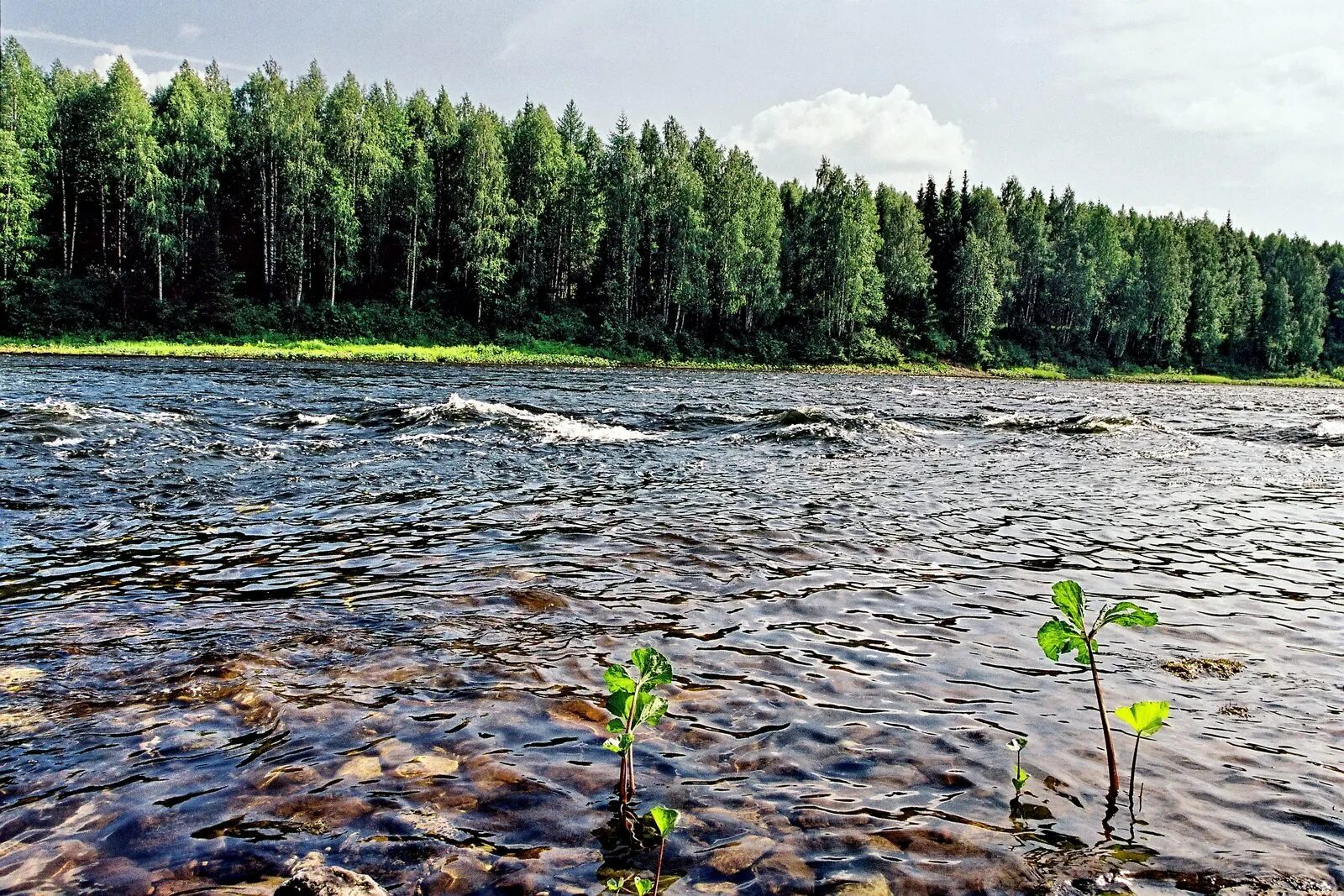 Есть ли республика коми. Республика Коми. Реки Республики Коми. Республика Коми природа. Природа Республики Коми Печора.