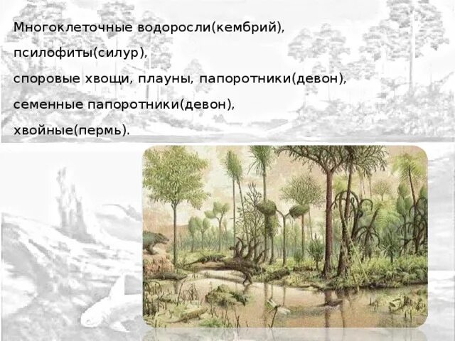 Семенные папоротники переходная форма