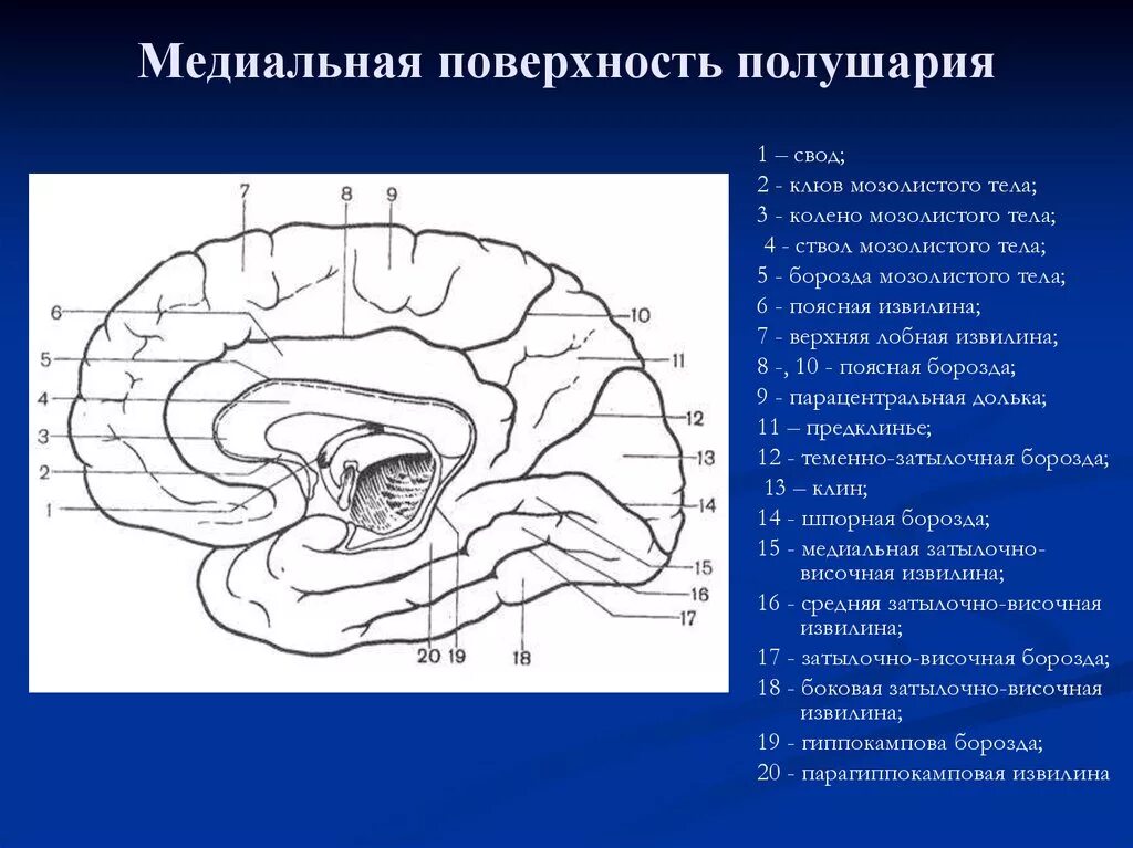 Медиальная поверхность полушария. Борозды медиальной поверхности полушарий. Борозды головного мозга медиальная борозда. Медиальная поверхность головного мозга. Поверхности коры больших полушарий