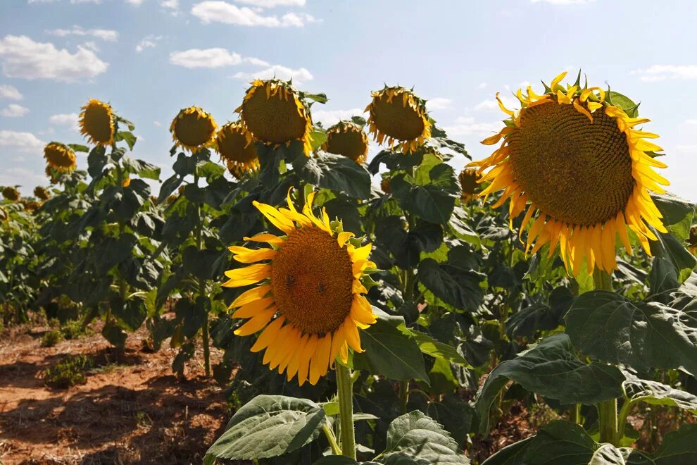 Подсолнух loddon gold. Кахетинский подсолнух. Солнечный великан подсолнух. Гибрид подсолнечника норд. Подсолнух краткое описание.