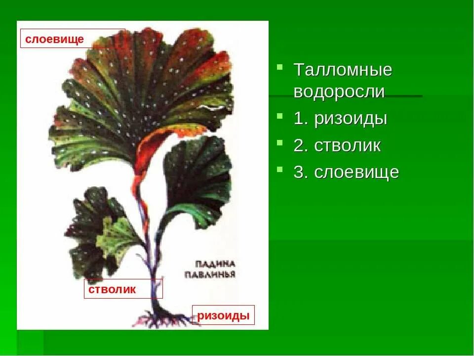 Водоросли имеют ризоиды. Ризоиды бурых водорослей. Водоросли ризоиды и таллом. Слоевище и ризоиды водорослей. Слоевище и ризоиды.