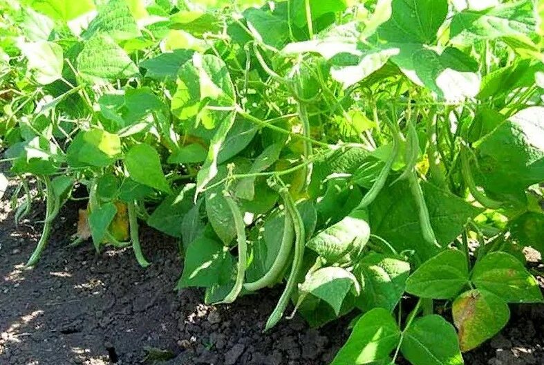 Как посеять фасоль. Кустовая фасоль посадка. вигна угловатая (лат. vigna angularis). фасоль выращивание и уход в открытом грунте. кустовая фасоль выращивание и уход в открытом грунте.